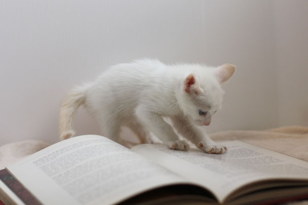 本読む猫の画像