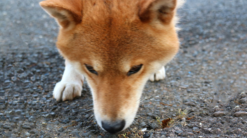 日本犬が臭いを嗅いでいる写真