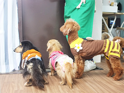 カフェ 立川 犬 保護 【体験ルポ】『保護犬カフェ®』って知ってる？かわいいワンコたちに会いに行こう！